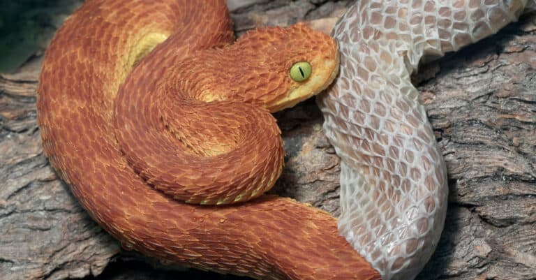 snake in shedding process
