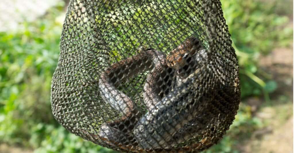 snake in mesh bag