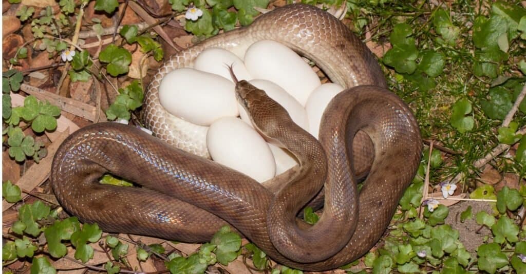 snake with eggs