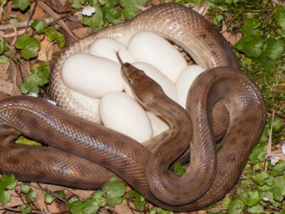 A Everything You’ve Ever Wanted to Know About Snake Eggs