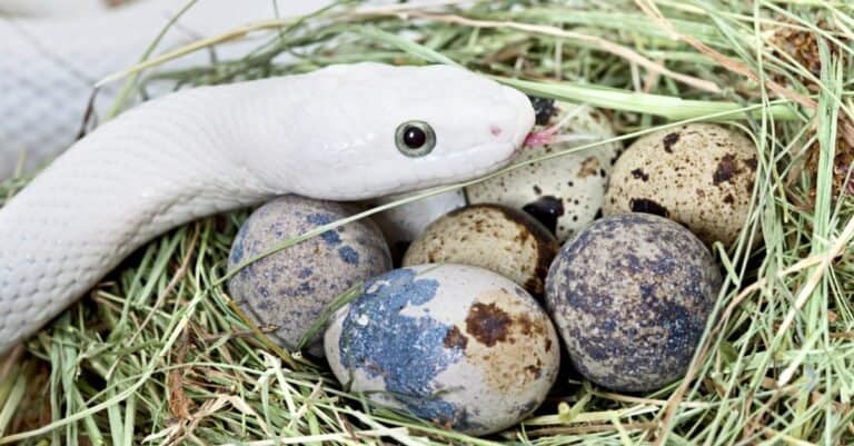 white snake with eggs