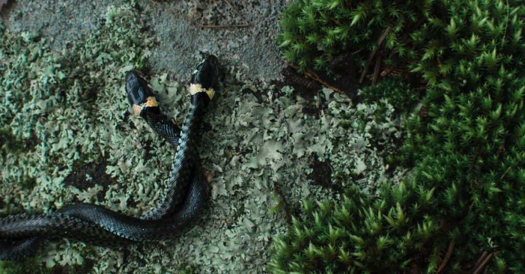black snakes mating