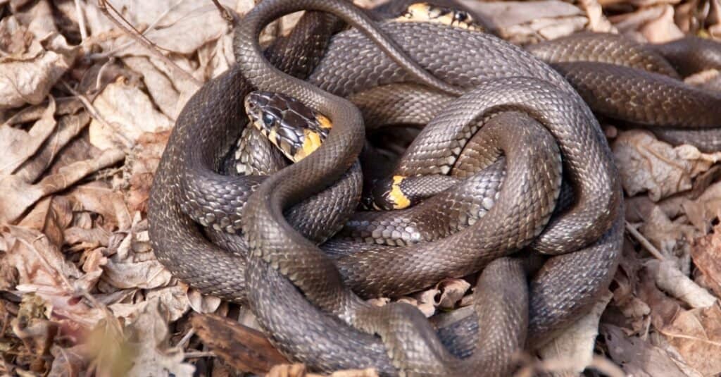 snakes mating