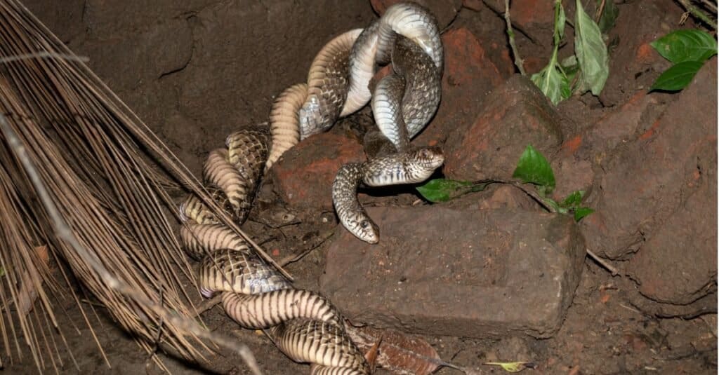 are snakes attracted to landscape arch