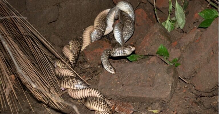 How Do Snakes Mate? - A-Z Animals