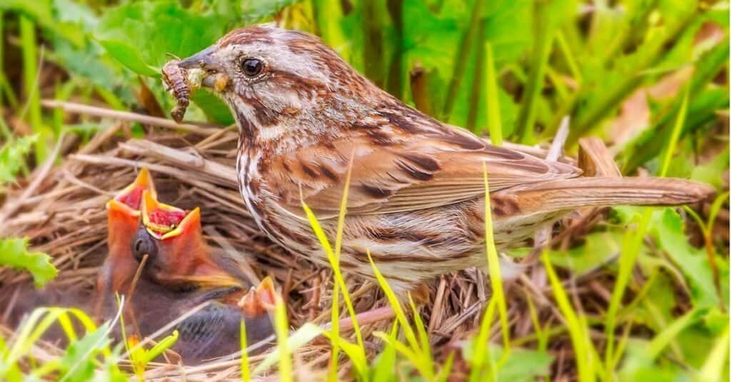 A Song Sparrow on the prairie, on the ground, feeds the little babies.