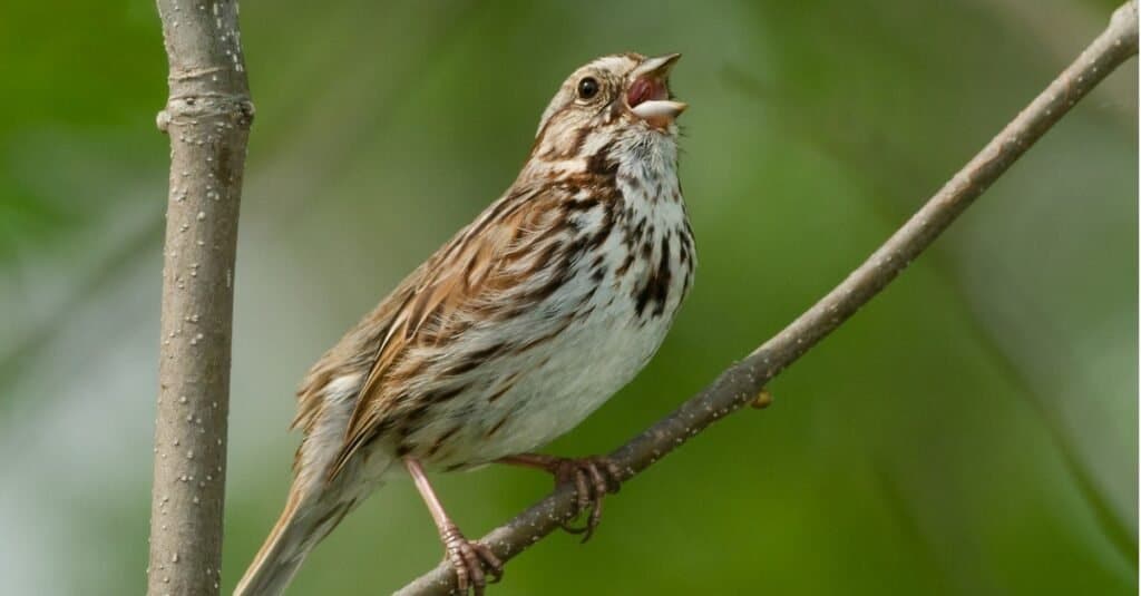 Song Sparrow perched on a branch and singing.