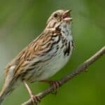 Song Sparrow