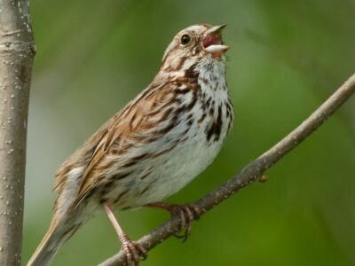 Song Sparrow Picture
