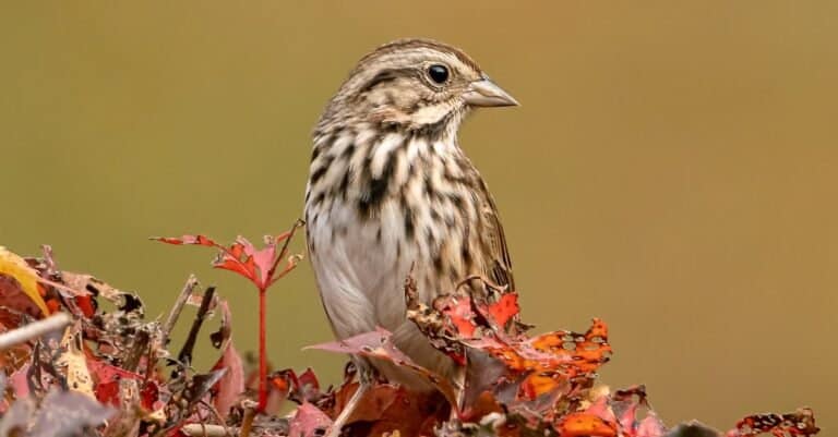 Song sparrow resting on an autumn morning with a blurred background.