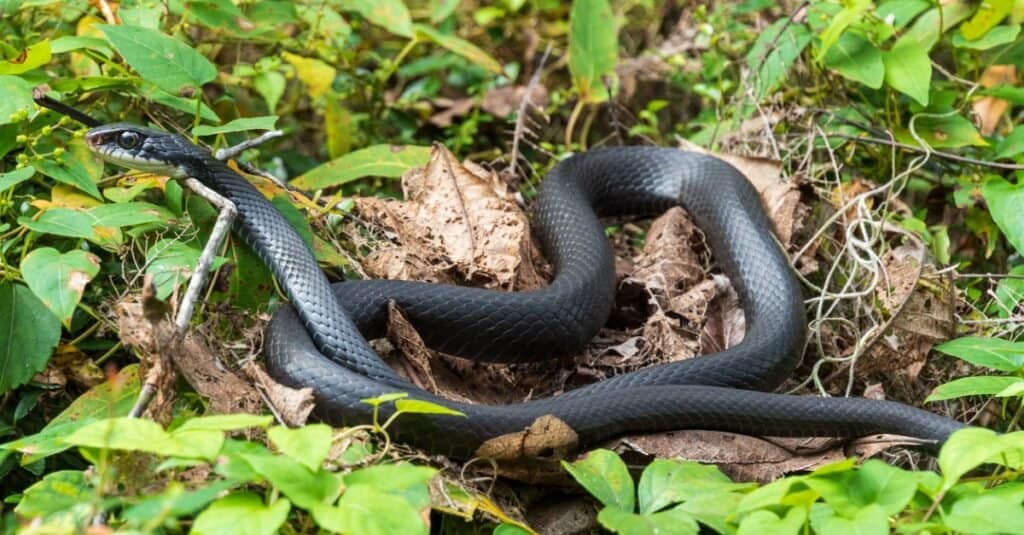 southern black racer slithering through brush