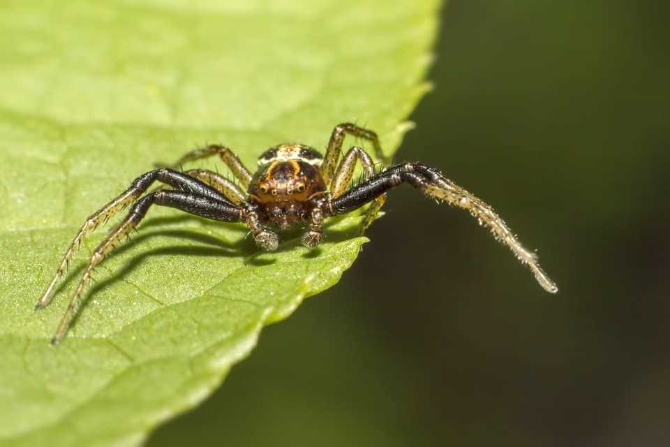 spider on leaf