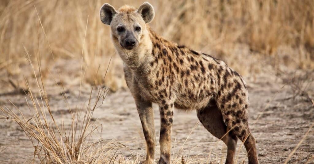 are hyenas members of the dog family