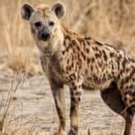 A spotted hyena in Luangwa national park Zambia. Hyenas are more cat-like than is apararent.