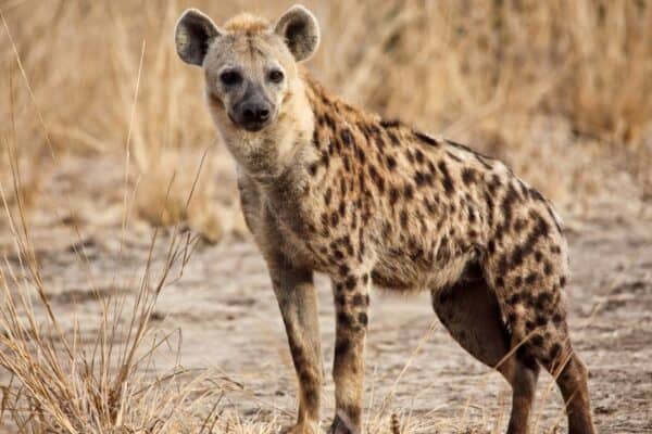 A spotted hyena in Luangwa national park Zambia. Hyenas are more cat-like than is apararent.