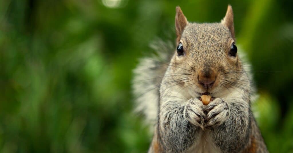 squirrel eating a nut