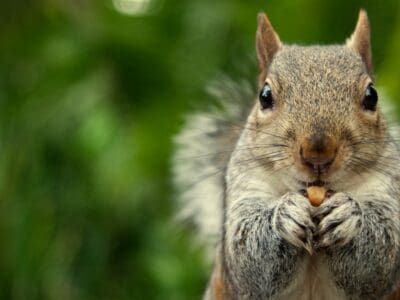 A Squirrel Quiz: Test Your Knowledge!