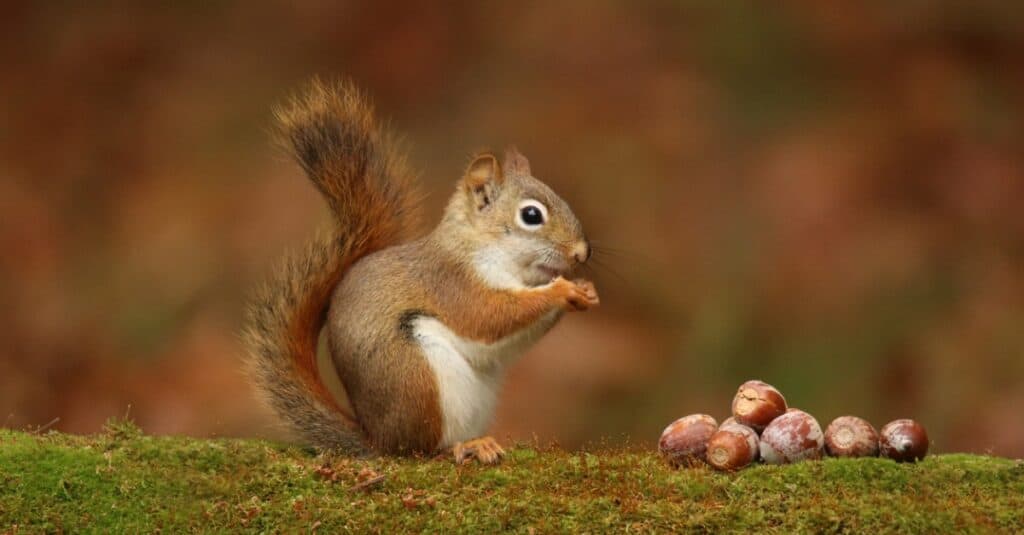 squirrel eating acorns