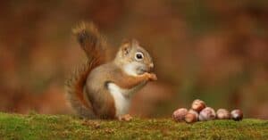 What Do Squirrels Eat? Picture