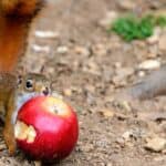 Squirrels sometimes eat fruit if needing to supplement their diet. 