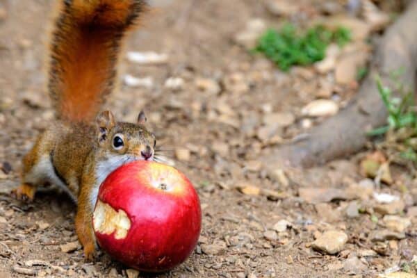 Squirrels sometimes eat fruit if needing to supplement their diet. 