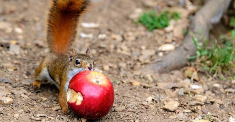 squirrel eating an apple