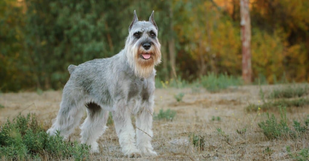 silver standard schnauzer standing in front of woods