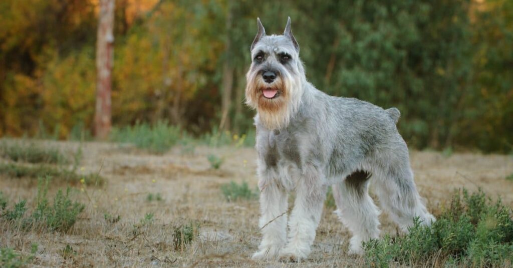 silver standard schnauzer standing in front of woods