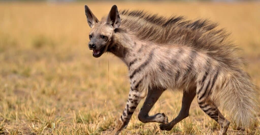 are hyenas canines