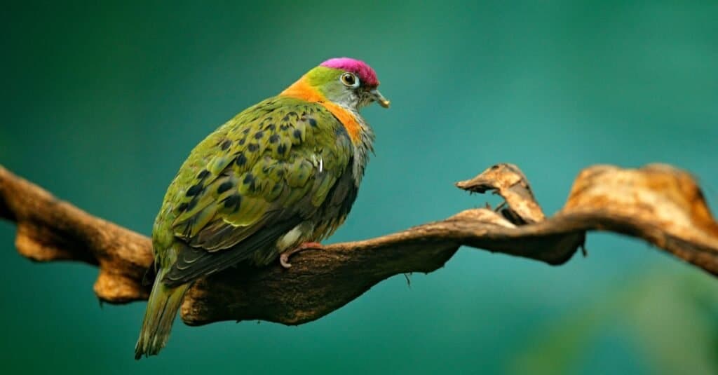 Types of Green Birds - A-Z Animals