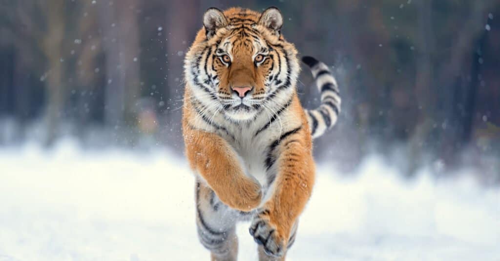 tiger running in snow