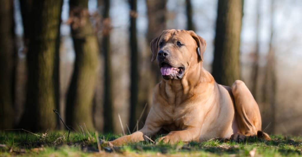 tosa boerboel mix