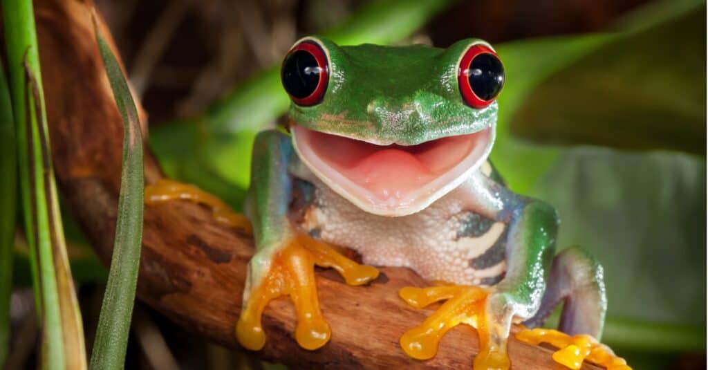 Red Eyed Tree Frog Eating Crickets