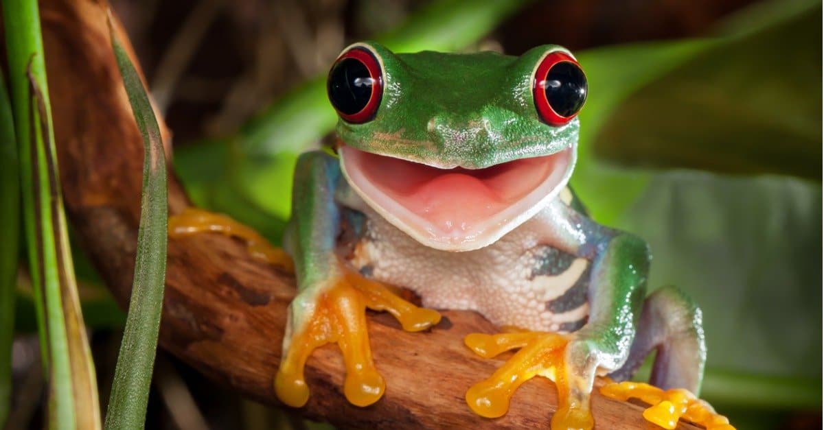 cute real frog