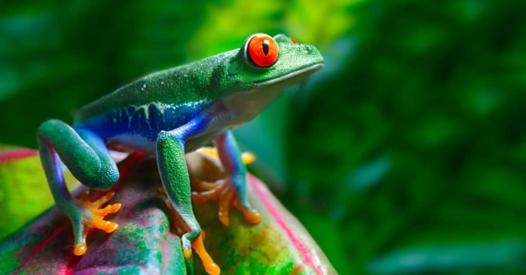 Side view of a colorful red-eyed tree frog