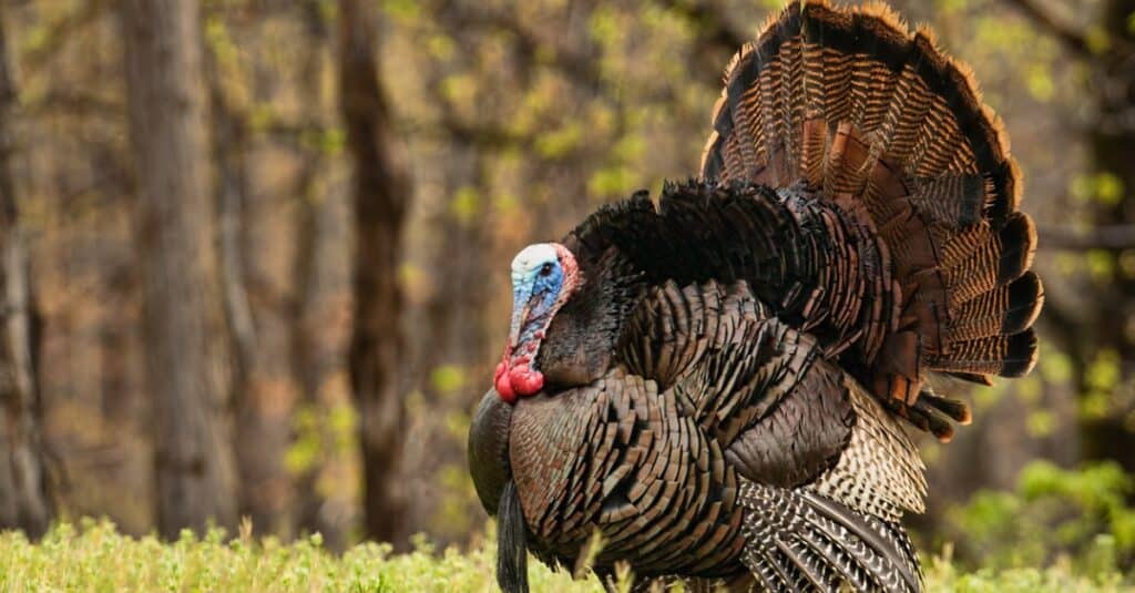 Male turkeys will appear larger and have a brighter color pattern than female turkeys.