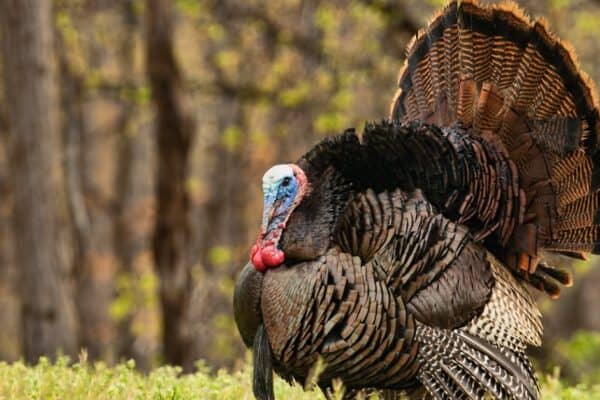 Turkeys spend all of their awake time hunting for food. 