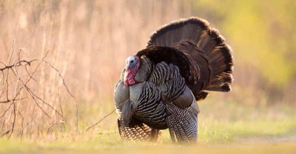 turkey walking in the woods