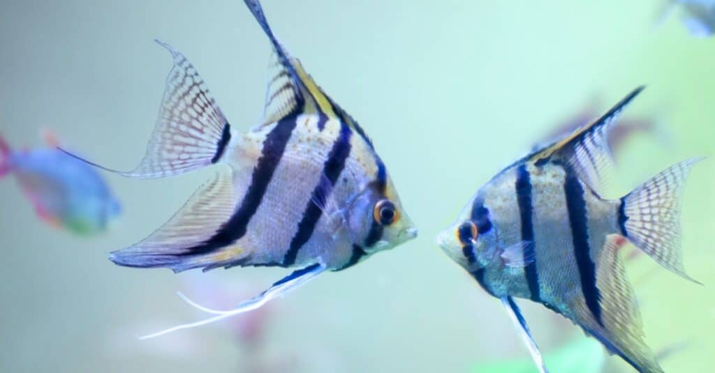 Two silver angelfish swimming face-to-face