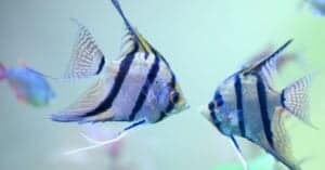 Angelfish Prices 2023: Purchase Cost, Supplies, Food, and More! Picture