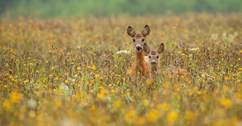 mother-and-baby-deer