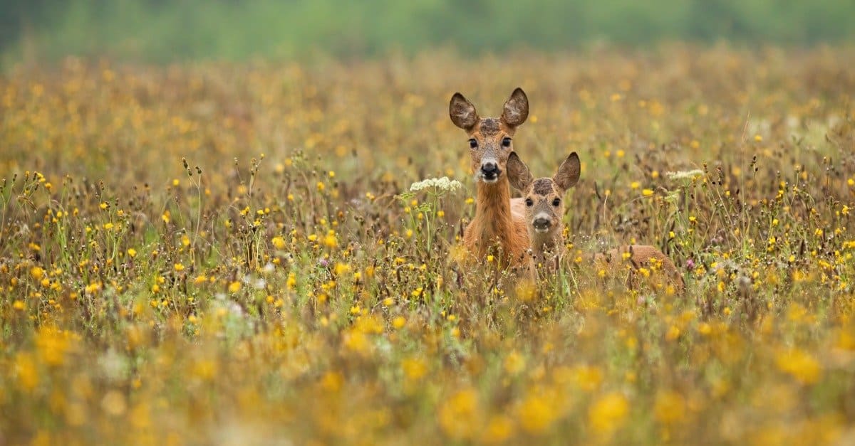 baby-deer-6-fawn-pictures-6-facts-a-z-animals