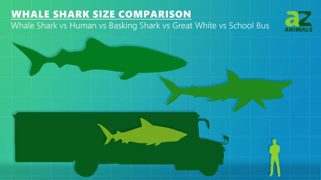 Whale Shark Size Comparison: whale shark, human, basking shark, great white shark, school bus