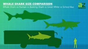 Basking Shark Vs Whale Shark: Which Is Bigger? - A-Z Animals