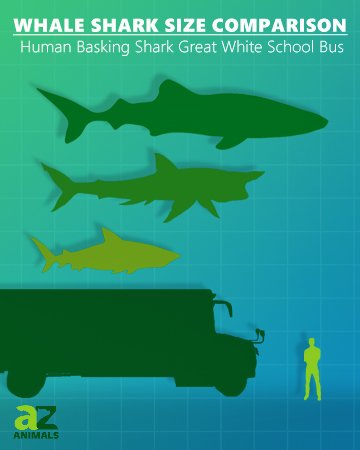 blue whale size comparison to whale shark