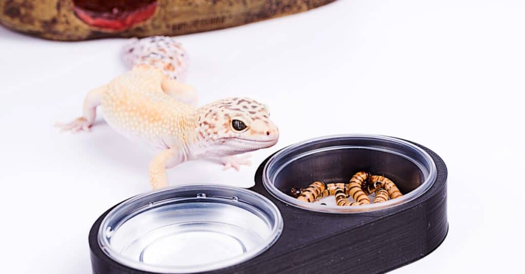 leopard-gecko-on-white-background-with-food-dish