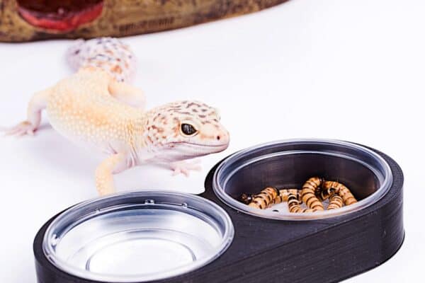 Leopard gecko enclosures need appropriately sized hides, food and water dishes, and more.