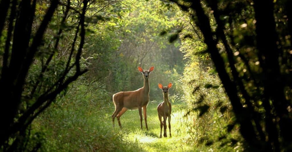 baby-deer-in-forest
