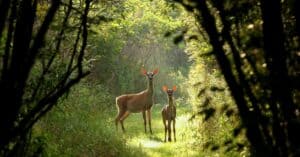 Deer Mating Season: When Do They Breed? Picture