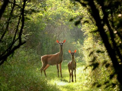 A Deer Season in Iowa: Everything You Need  To Know To Be Prepared